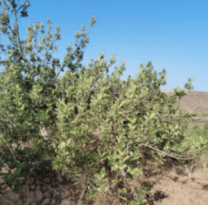 LMIR Variety