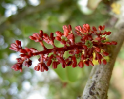 LMIR Variety