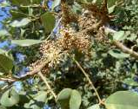 LMIR Variety