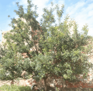 MELLALIA Variety