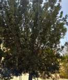 RAHMA Variety